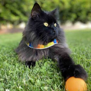 Black cat wearing a Birdsbesafe® rainbow colored collar