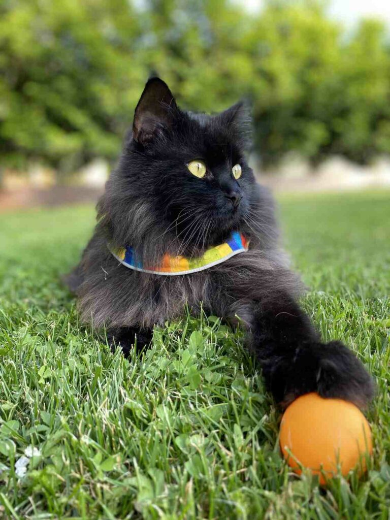 Black cat wearing a Birdsbesafe® rainbow colored collar